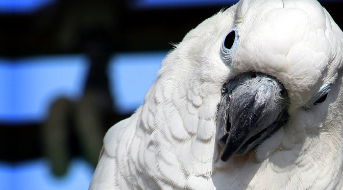 What Makes Parrots So Anxious?